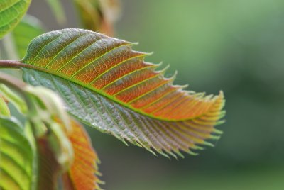 Castanea sativa 'Anny Summer Red' - kaštanovník jedlý 'Anny Summer Red' - jarní listy